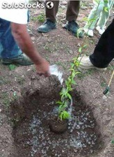 Tratamiento retención de agua en sustratos y raíces