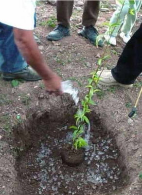 Tratamiento retención de agua en sustratos y raíces