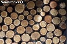 troncos de acacia