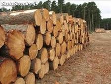 troncos de pino radiata