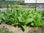 Tyton,liście tytoniu,mieszanka virginia gold&amp;amp;burley - Zdjęcie 3