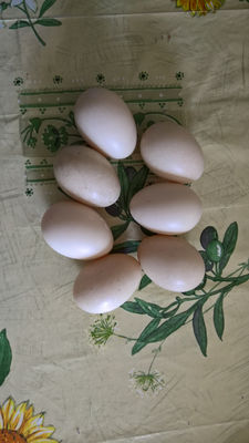 Uova di gallina - Foto 3