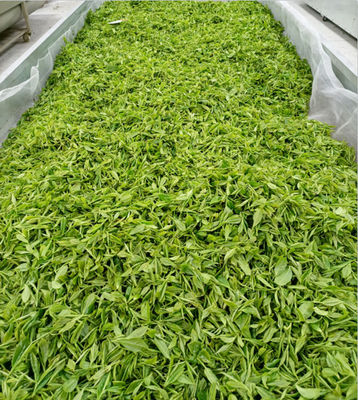 Usine exportatrice du thé vert de Chine