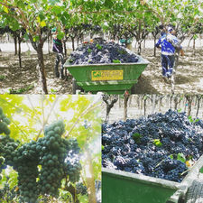 Uva da vino Azienda Agricola La Sala