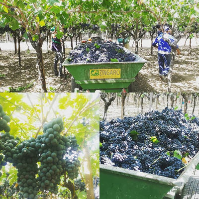 Uva da vino Azienda Agricola La Sala