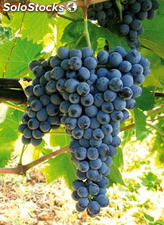 Uva da Vino Biologica - Nero d&#39;Avola DOC, Grillo, Trebbiano