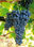Uva da Vino Biologica - Nero d&amp;#39;Avola DOC, Grillo, Trebbiano - 1