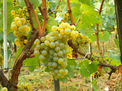 Uva da Vino Biologica - Nero d&amp;#39;Avola DOC, Grillo, Trebbiano - Foto 3