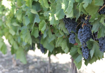 Uva da Vino Biologica - Nero d&amp;#39;Avola DOC, Grillo, Trebbiano, Inzolia - Foto 2