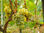 Uva da Vino Biologica - Nero d&amp;#39;Avola DOC, Grillo, Trebbiano, Inzolia - Foto 3