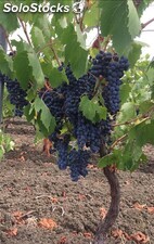 Uva da vino biologica siciliana nero d&#39;avola doc, grillo, trebbiano, inzolia