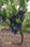 Uva da vino biologica siciliana nero d&amp;#39;avola doc, grillo, trebbiano, inzolia - 1