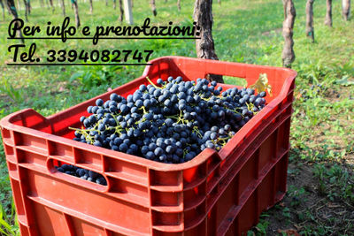 Uva da vino biologica siciliana nero d&amp;#39;avola doc, grillo, trebbiano, inzolia - Foto 2