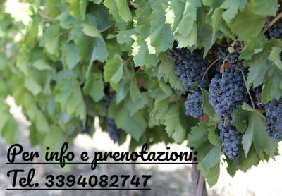 Uva da vino biologica siciliana nero d&amp;#39;avola doc, grillo, trebbiano, inzolia - Foto 3