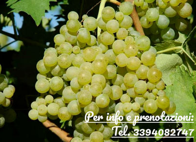 Uva da vino biologica siciliana nero d&amp;#39;avola doc, grillo, trebbiano, inzolia - Foto 4