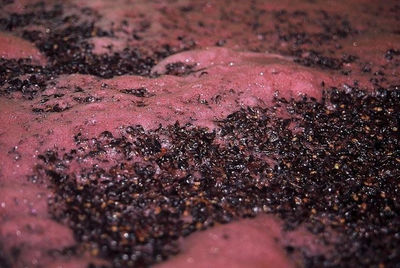 Uva da vino biologica siciliana nero d&amp;#39;avola doc, grillo, trebbiano, inzolia - Foto 5