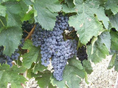 uva da vino rosso Doc Montepulciano, Sangiovese, Merlot