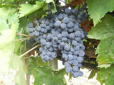 uva da vino rosso Doc Montepulciano, Sangiovese, Merlot - Foto 2