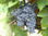 uva da vino rosso Doc Montepulciano, Sangiovese, Merlot - Foto 2