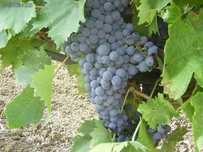 uva da vino rosso Doc Montepulciano, Sangiovese, Merlot - Foto 3