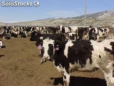 Vacas Holstein Heifer