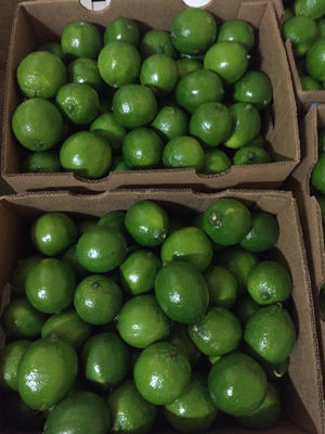 Vendemos limon persa para exportacion a estados unidos con sellos. - Foto 4