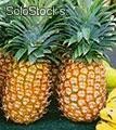 Vendiamo Ananas