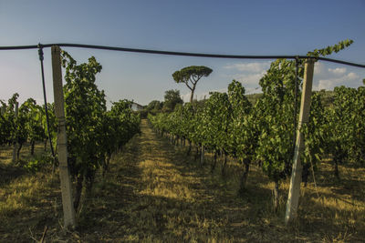 Vendita uva da vino di alta qualità - Foto 5