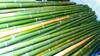 canne di bambu