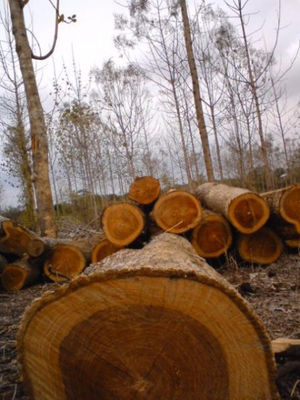 Vendo madera teca al por mayor en pie o puesta es cartagena tipo exportación.