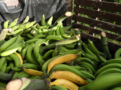 Vendo platano harton x mayor toneladas con los buen precios,patacones precocidos