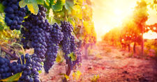 Vendo uva biologica per vino