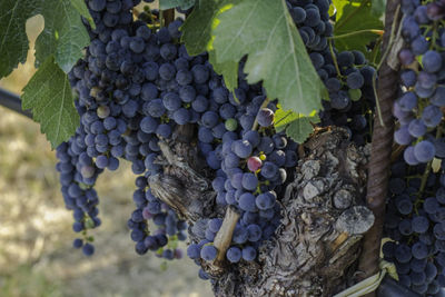 Vendo uva da vino - Foto 3