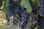 Vendo uva da vino - Foto 3