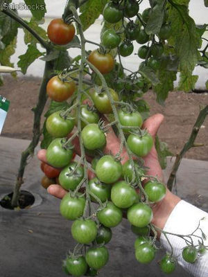 Vendo y exporto tomate cherry de excelente calidad