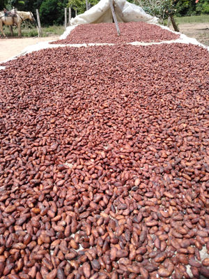 Venta de cacao en grano