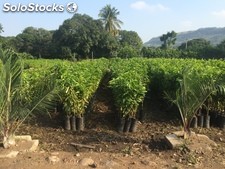 Venta de plantas frutales de clima tropical al mejor precio