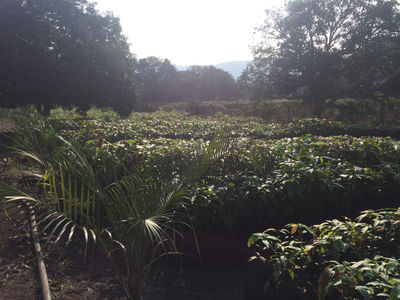 Venta de plantas frutales de clima tropical al mejor precio - Foto 3