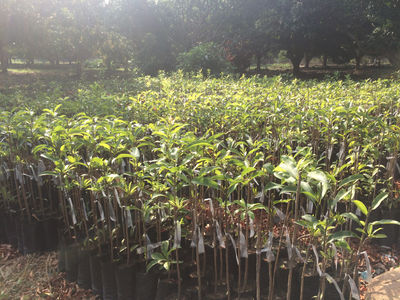 Venta de plantas frutales de clima tropical al mejor precio - Foto 4