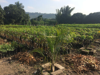 Venta de plantas frutales de clima tropical al mejor precio - Foto 5