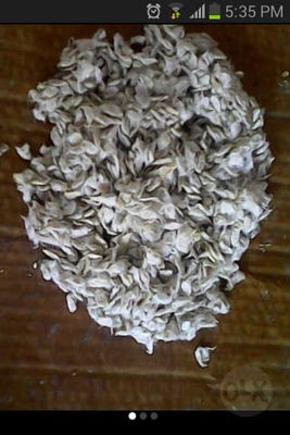 venta semilla de swinglea - Foto 3