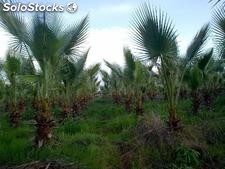 Vente de palmiers washingtonia et cocos