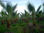 Vente de palmiers washingtonia et cocos - 1