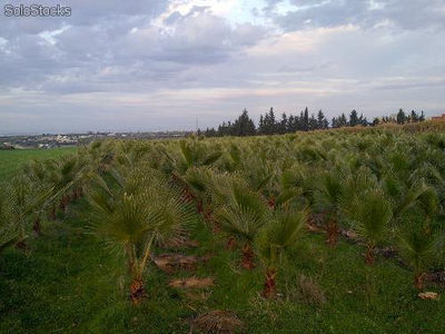 Vente de palmiers washingtonia et cocos - Photo 2