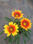 Vente gazania (plante à fleur) - Photo 3