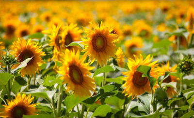 Verkauf von &amp;quot;Sonnenblumen&amp;quot; in großen Mengen vom Hersteller - Foto 2