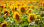 Verkauf von &amp;quot;Sonnenblumen&amp;quot; in großen Mengen vom Hersteller - Foto 2