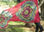 Véu de seda para dança do ventre - mandalas - Foto 3