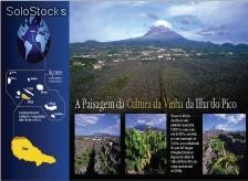 Vinhos da Ilha do Pico Açores