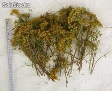 Wholesale Bulgarian herbs
